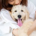 犬を『穏やかな性格…