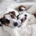 『愛犬の出産』自宅…