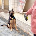 大型犬とお散歩をし…