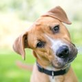 犬やオオカミは身近…