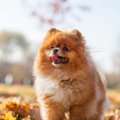 犬が『秋に体調を崩…