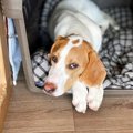 メス犬でもマウンテ…