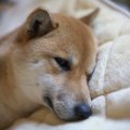 元気がない犬にして…