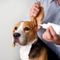 犬に耳掃除をすると…