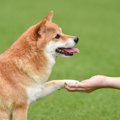 犬に『オテ』は教え…