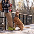 犬が『しつこく要求…