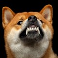 犬を落ち着かせる『…