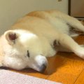 犬が『大好きなお母…