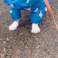 雨の日、犬が初めて…