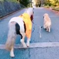 『処分寸前だった犬…