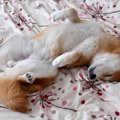 犬が飼い主の前で『…