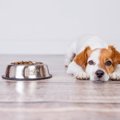 犬がご飯を拒否！そ…