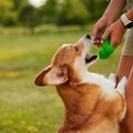 犬が『飼い主と一 緒…