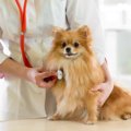 犬の環軸椎亜脱臼に…