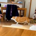 『愛犬は家族で誰が…