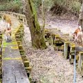 犬二匹と森を散歩中…