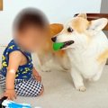 2匹の犬が『赤ちゃん…