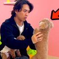 保護犬カフェに『実…
