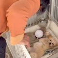 子犬を飼うことに『…