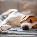 犬が『放っておいて…