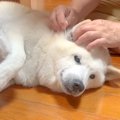 犬がおじいちゃんと…