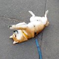 柴犬が散歩中に『拒…