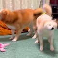 柴犬兄妹を撮影して…