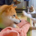 子猫が柴犬に『喧嘩…