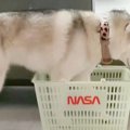 小さなカゴを目の前…