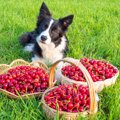 犬はさくらんぼを食…