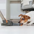 犬が『恐怖を感じる…
