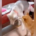 ソファから何度も落…
