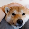 犬が『頭を押し付け…