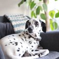 犬の留守番中、照明…