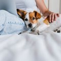 犬が飼い主に寄りか…