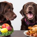 犬が過剰に接種する…