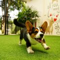 愛犬が『狂ったよう…