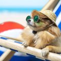 犬に帽子は必要？メ…