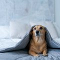 犬が『悲しそうに鳴…