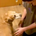 『聞いたことのない…