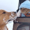 大型犬と猫を『雪国…