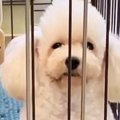 学校で仕入れられ『…