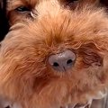 外出中、カートの犬…