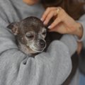 小型犬と大型犬は『…