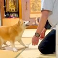 『おばあちゃん犬』…