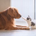 犬と猫が仲良しにな…