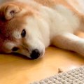 疲れて横になってい…