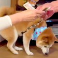 目の前で『犬に掛か…