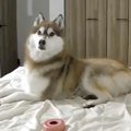 ハスキー犬を『見守…