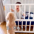 犬が暮らす家に『人…